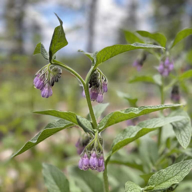 When Life Gives You Sumac… Make Sumac Pink Lemonade Redheaded Herbalist