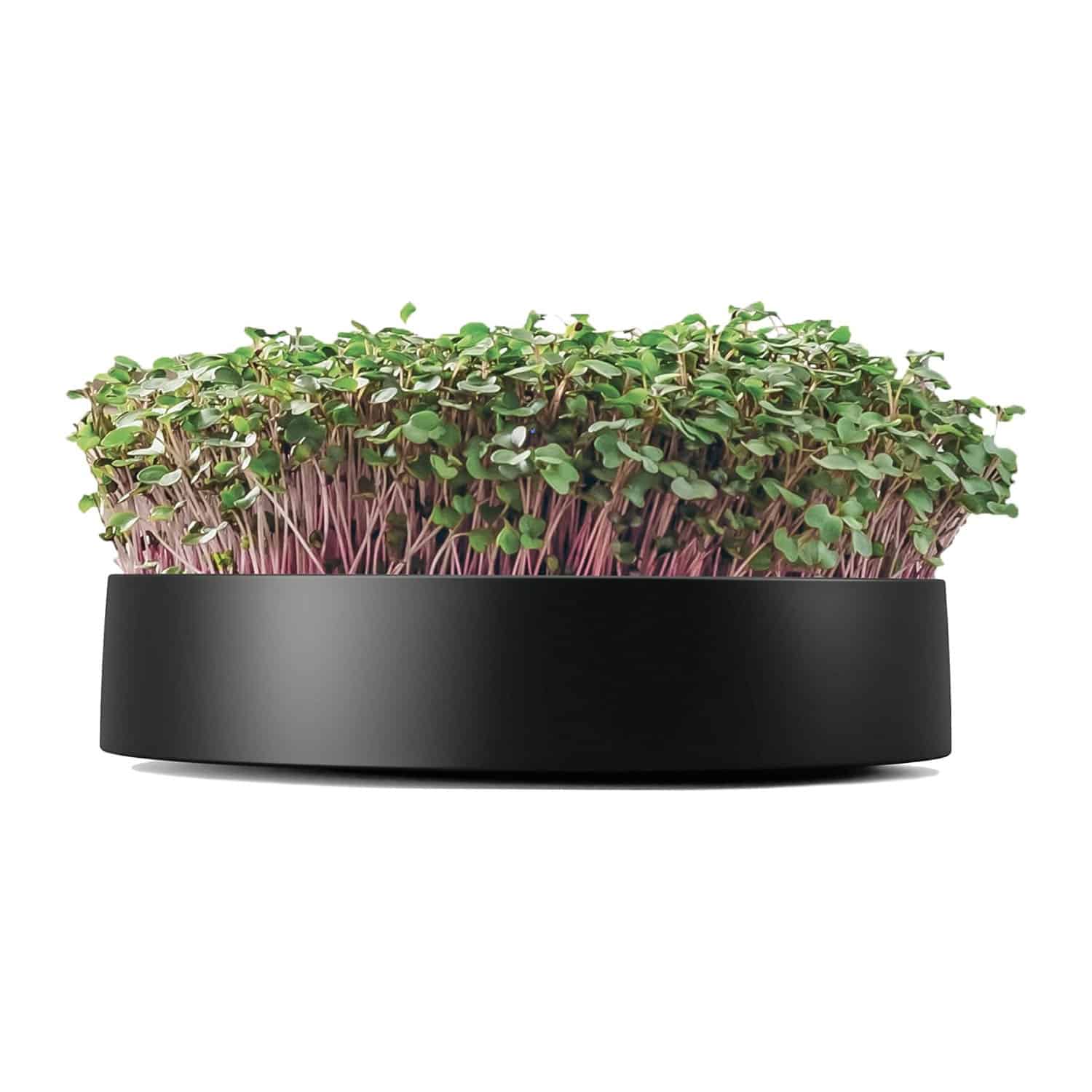 MOTHER MicroPod for Growing Sprouts