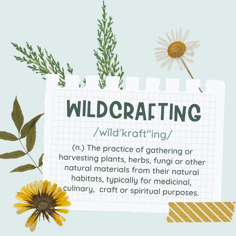 Ethical Wildcrafting 1 Ethics