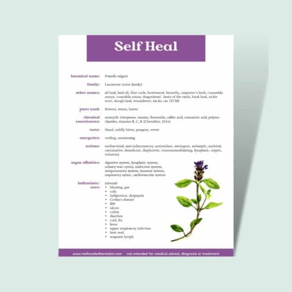 Notes from the Field:  A Working Materia Medica (PDF eBook) - Image 5